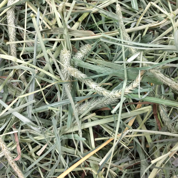 Oxbow Hay Blends - Western Timothy and Orchard Grass