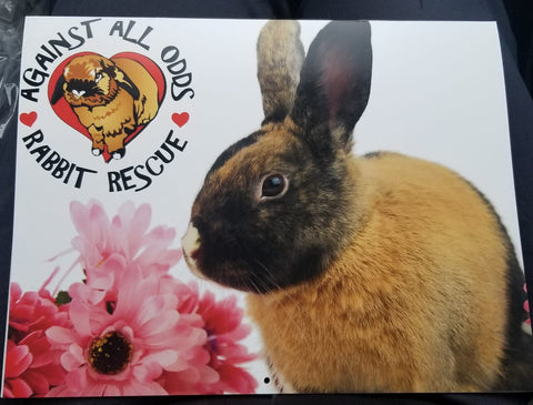 Against All Odds Rabbit Rescue Calendar 2024