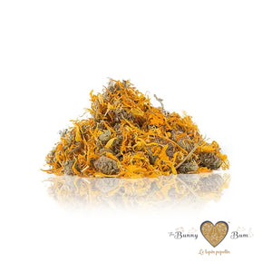 Bunny Bum Marigold Flower