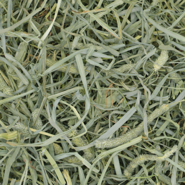 Oxbow Hay - Prime Cut Hearty & Crunchy Timothy